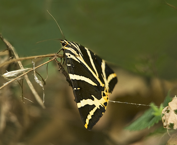 Euplagia quadripunctaria